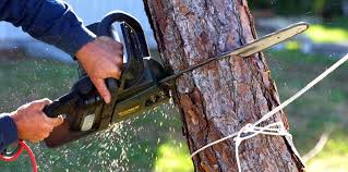 Tree and Shrub Care in Navasota, TX